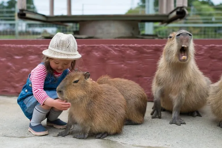 Is a Capybara the Right Pet for You?