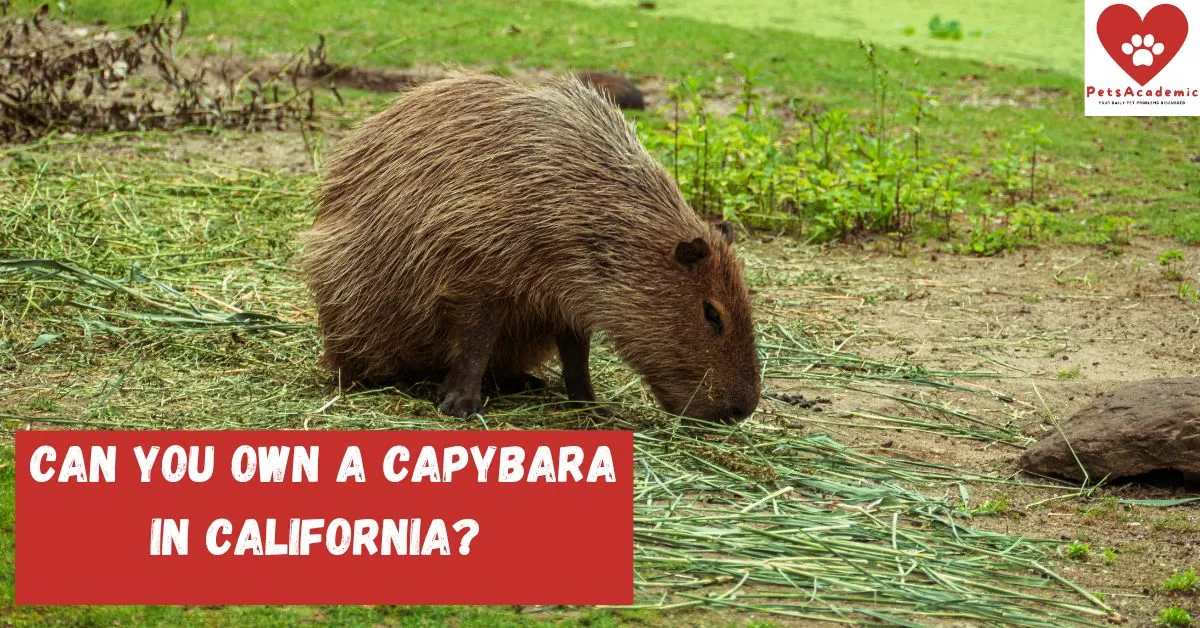 Legal Stuff: Can You Even Have a Capybara?