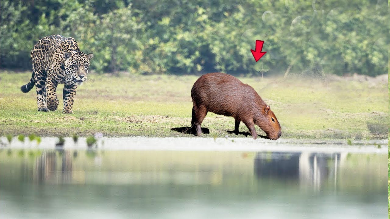 Leopards Eat Capybaras