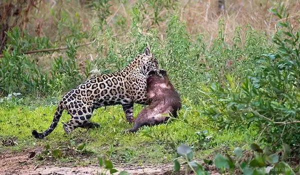 Leopards: The Stealthy Predators of Africa and Asia