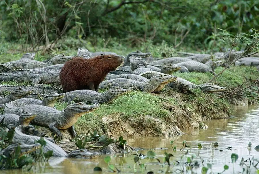 Lessons from the Capybara: Embracing the Chill Life