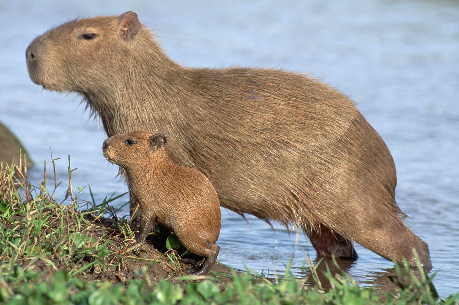 Mushrooms and Captive Capybaras