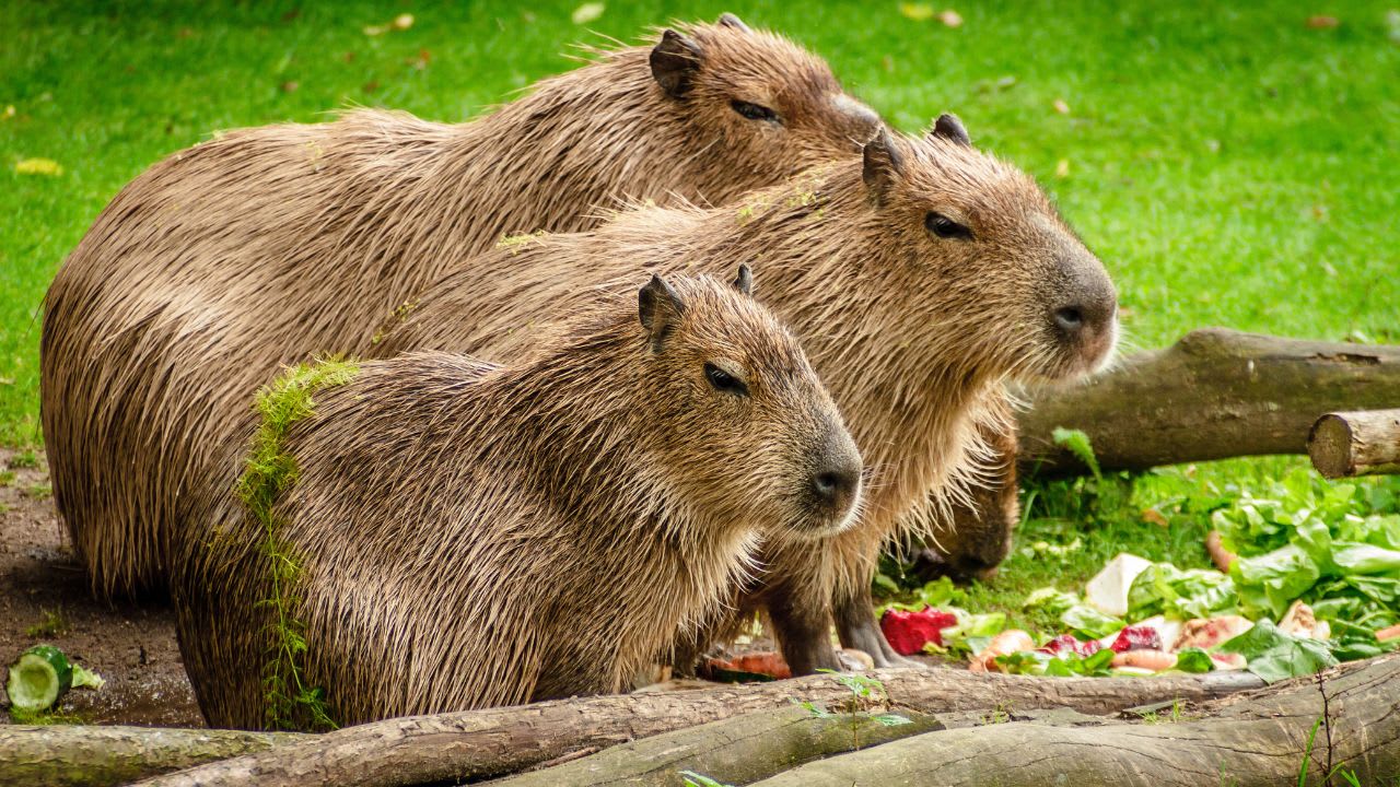 Nutritional Needs of Capybaras