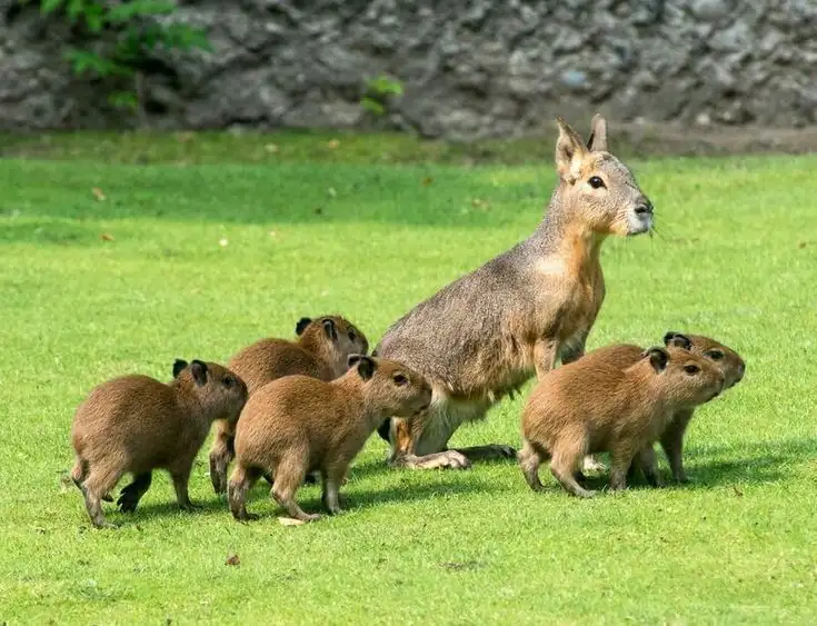 Patagonian Mara: Desert Dweller