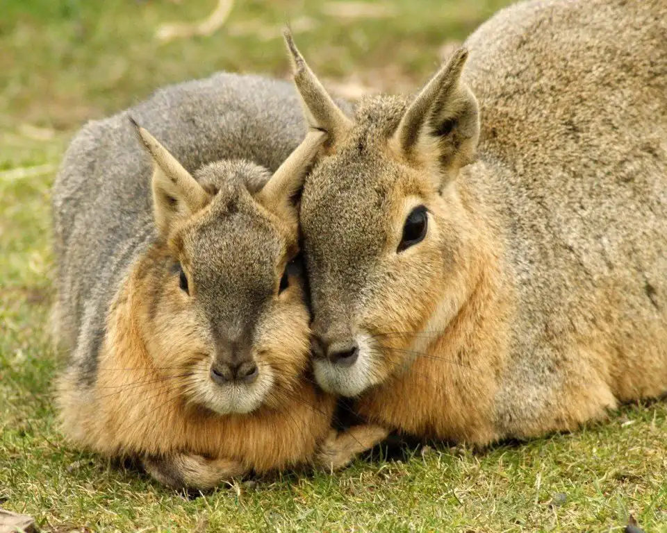 Patagonian Mara: The Monogamous Marathoners