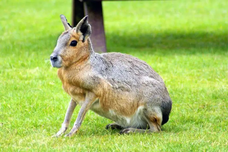 Patagonian Mara: The Rabbit-Deer Hybrid