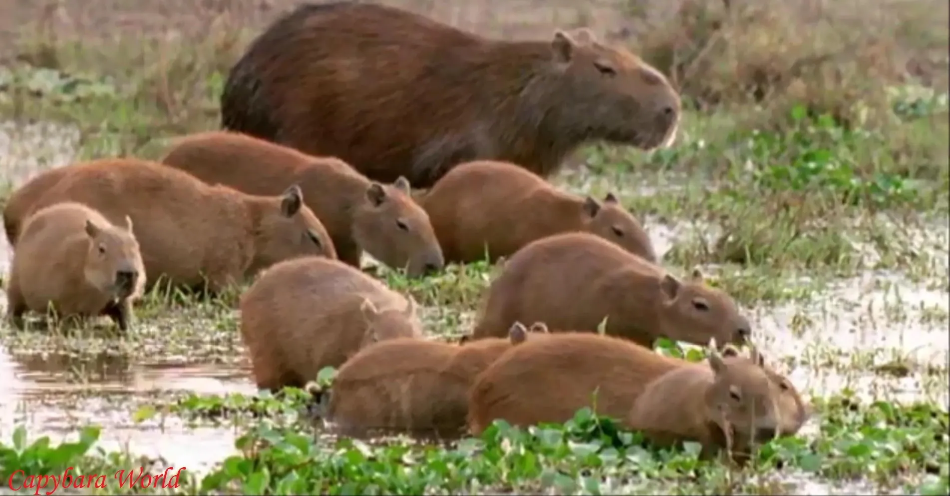 Preferred Habitats of Capybaras