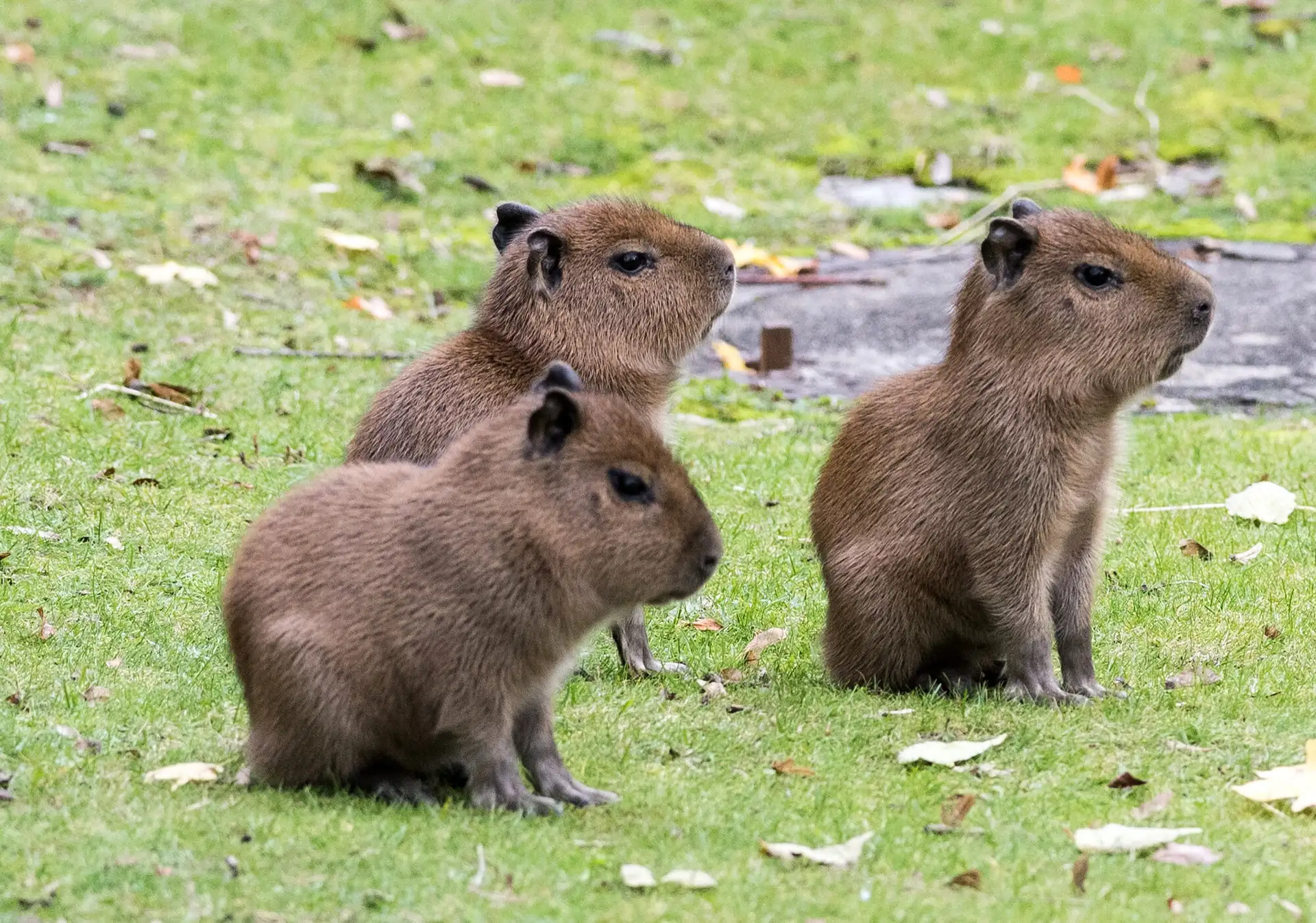 Preparing for Your Capybara