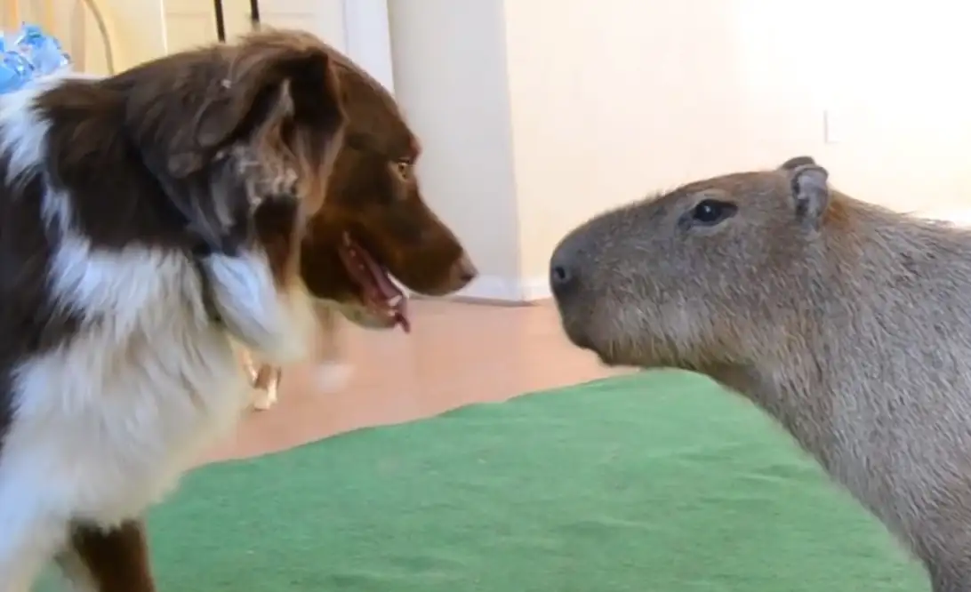 Real-Life Stories of Capybara and Dog Friendships