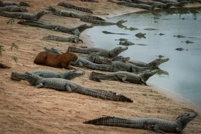 The Alligator’s Perspective: To Eat or Not to Eat?