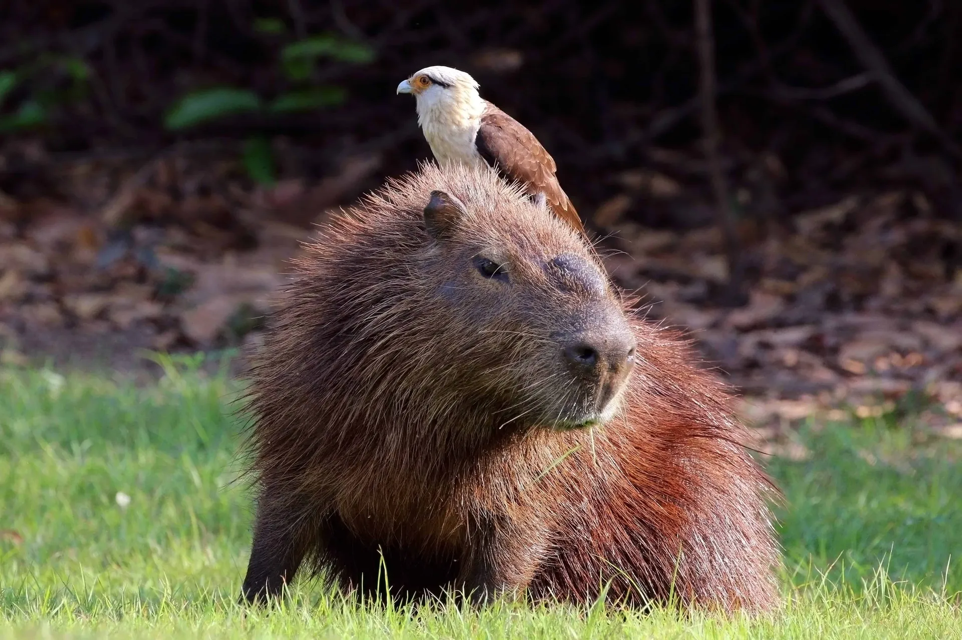 The Bigger Picture: Capybaras and Ecosystem Health