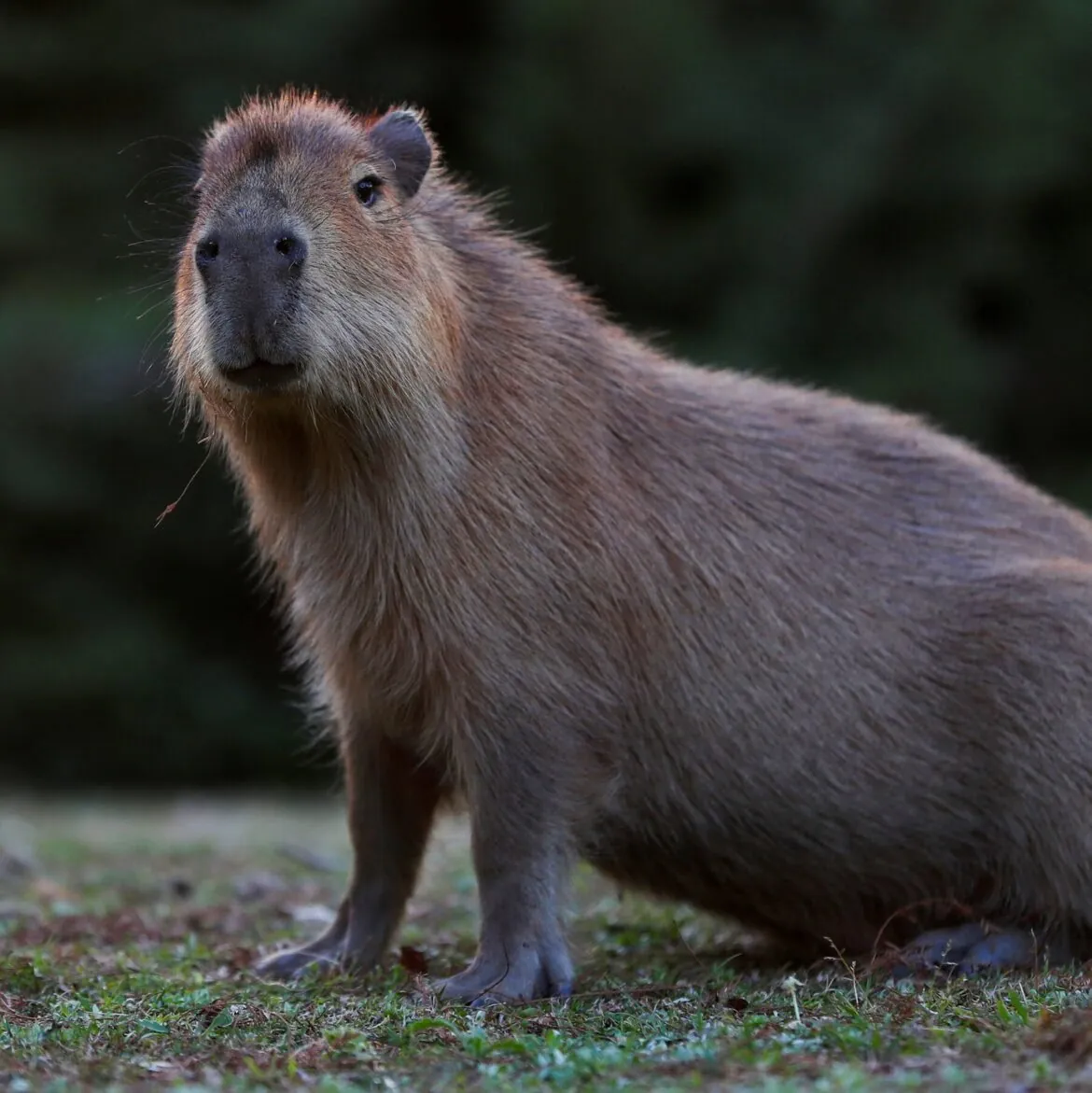 The Biggest Capybara: A Double-Edged Sword