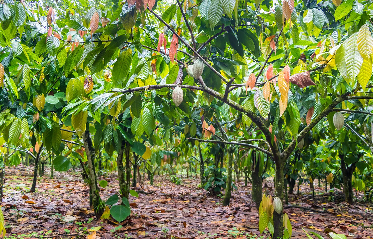 The Bottom Line: Capybaras and Cacao Don’t Mix