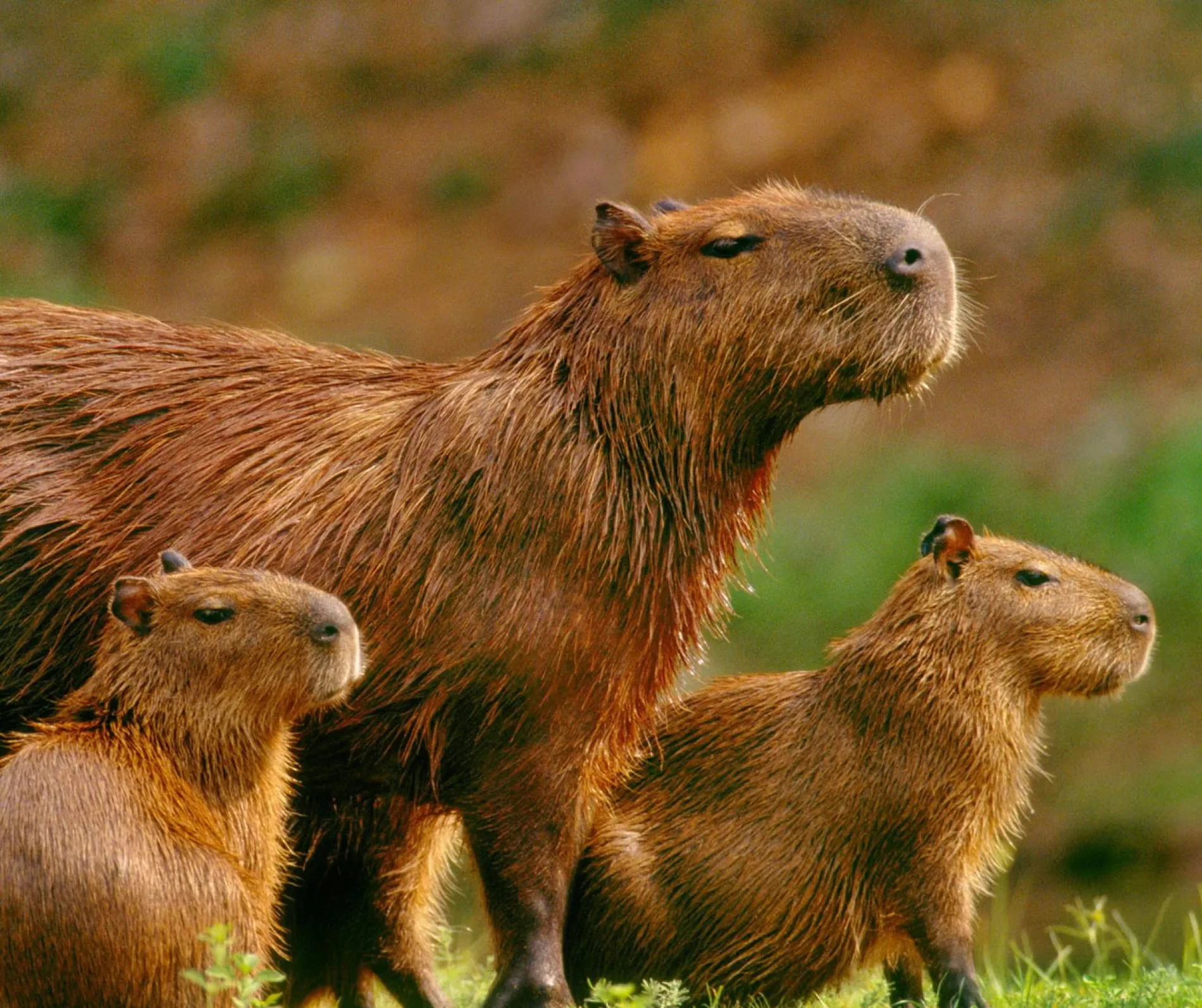 The Bottom Line: Capybaras on the Move