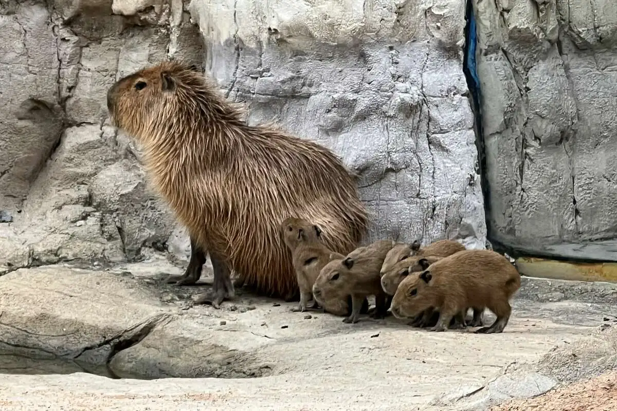 The Capybara Baby Boom