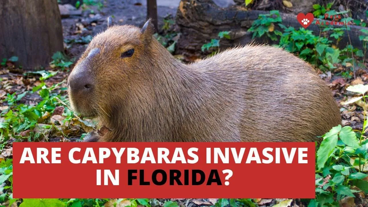 The Capybara Conundrum: Native vs. Invasive