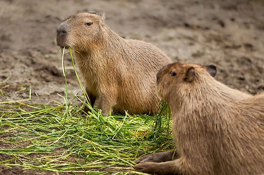 The Capybara Feeding Frenzy: Tips for Captive Care