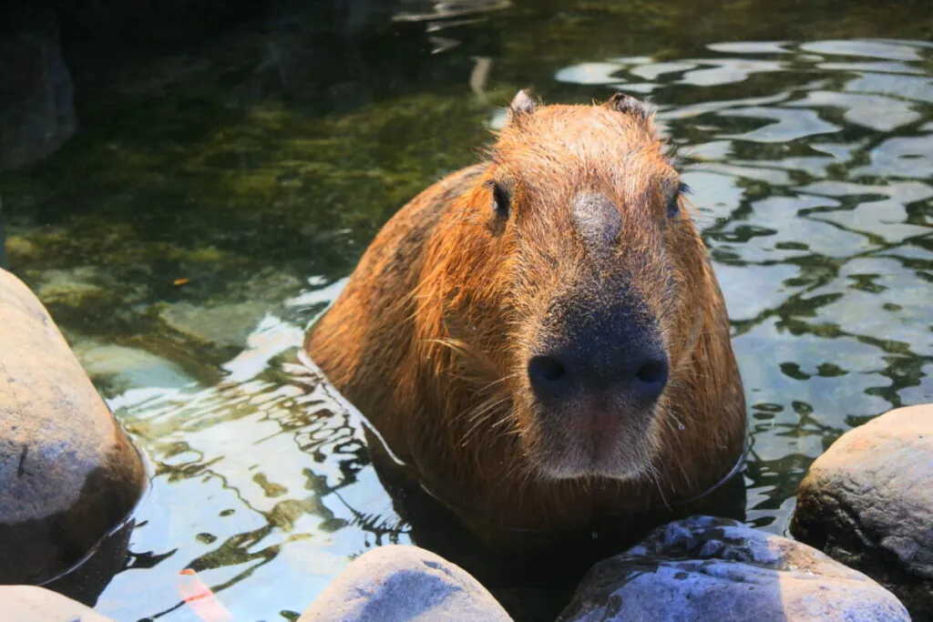 The Capybara Lifestyle: Chillin’ by the Water