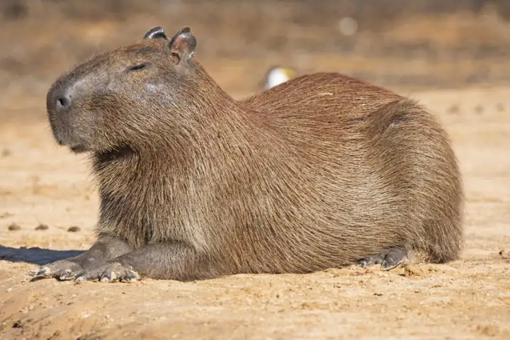 The Capybara Reputation: Separating Fact from Fiction