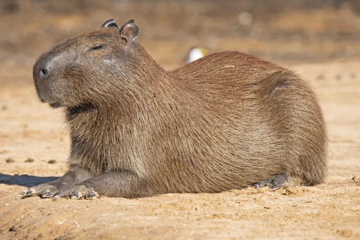 The Capybara: A Rodent of Unusual Size