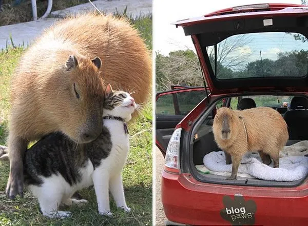 The Capybara: Nature’s Adorable Oversized Guinea Pig