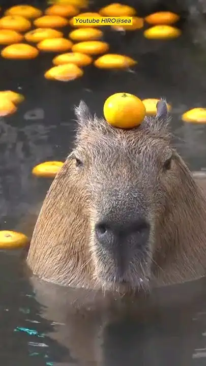 The Capybara: Nature’s Chill Master