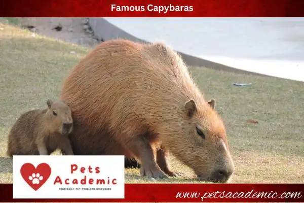 The Capybara’s Secret Weapon: Chill Vibes