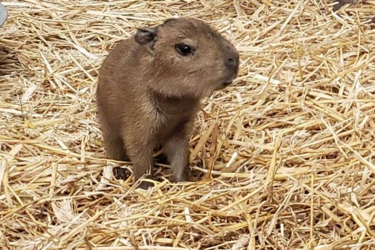 The First Days of a Capybara Pup’s Life