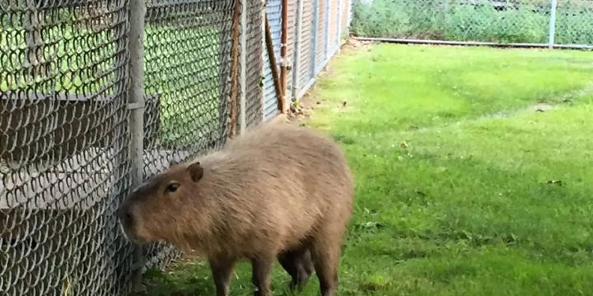 The Florida Experiment: Capybaras on the Loose