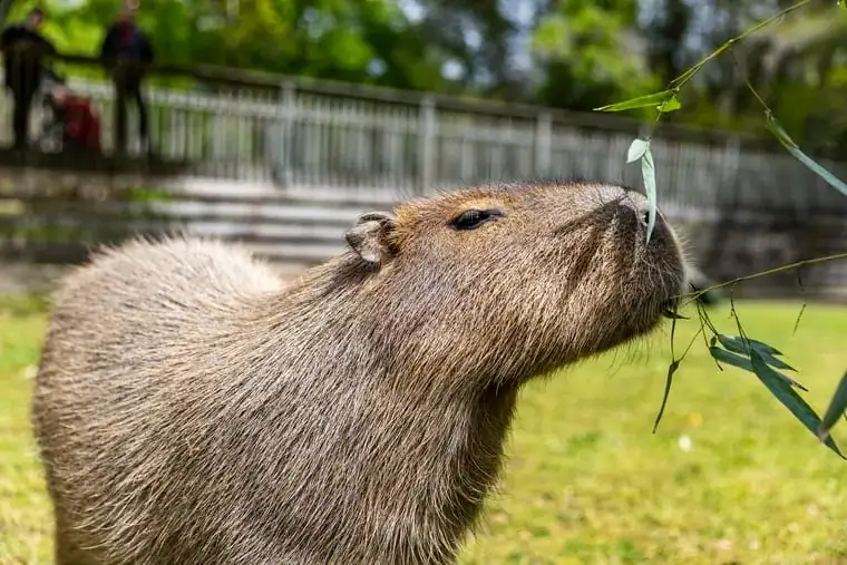 The Future of Capybara-Alligator Relations