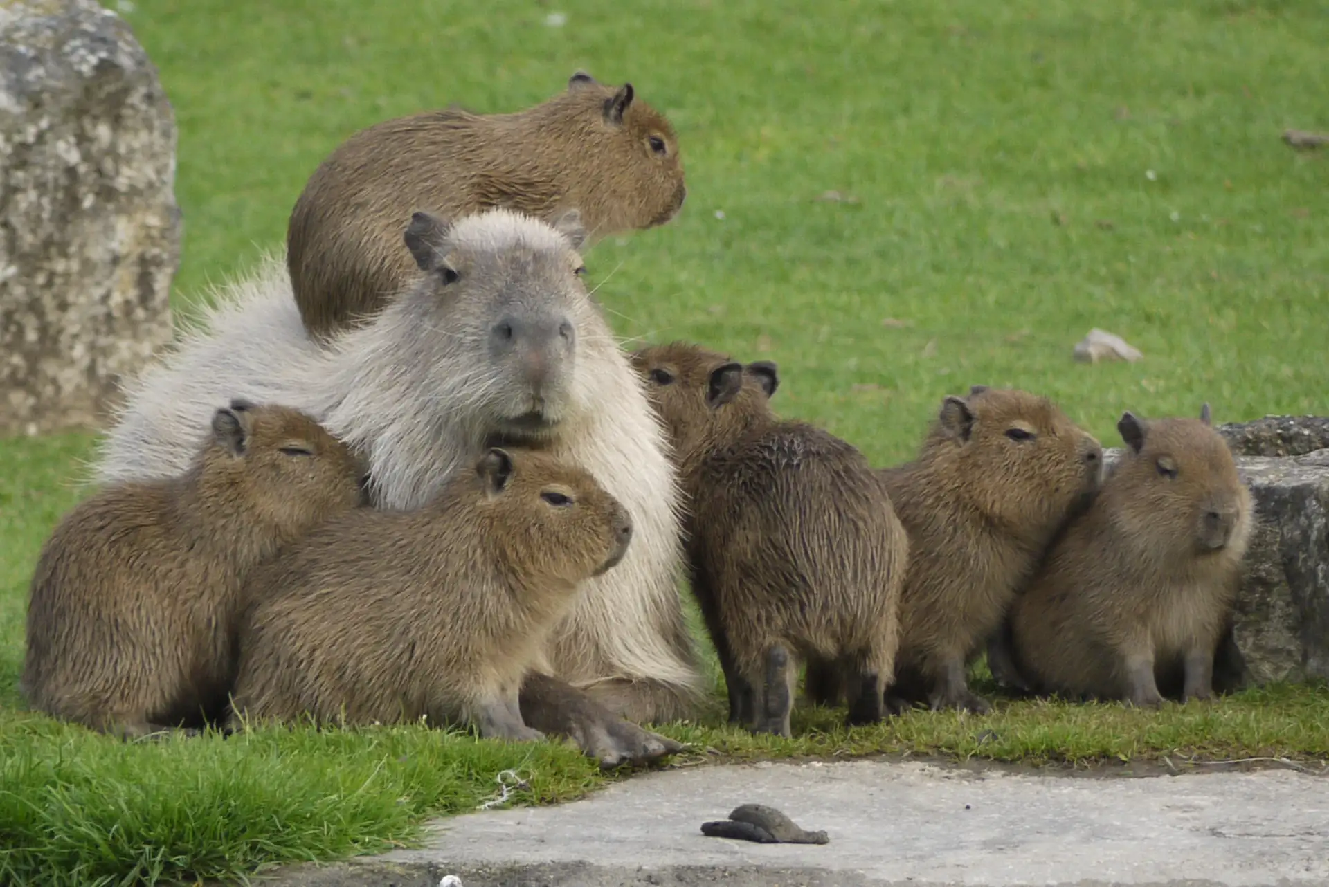 The Future of Capybaras: What’s Next for These Aquatic Cuties?