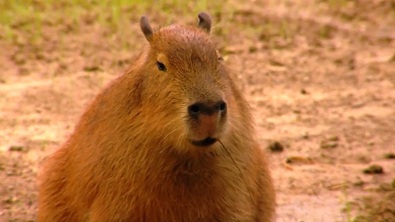 The Future of the Biggest Rodent