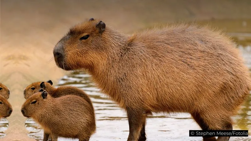 The Human Factor: Our Impact on Capybara Predation