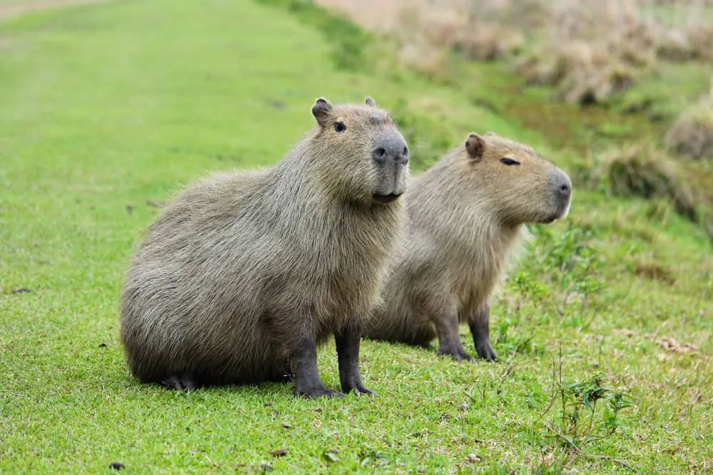 The Impact of Capybara Diets on Ecosystems