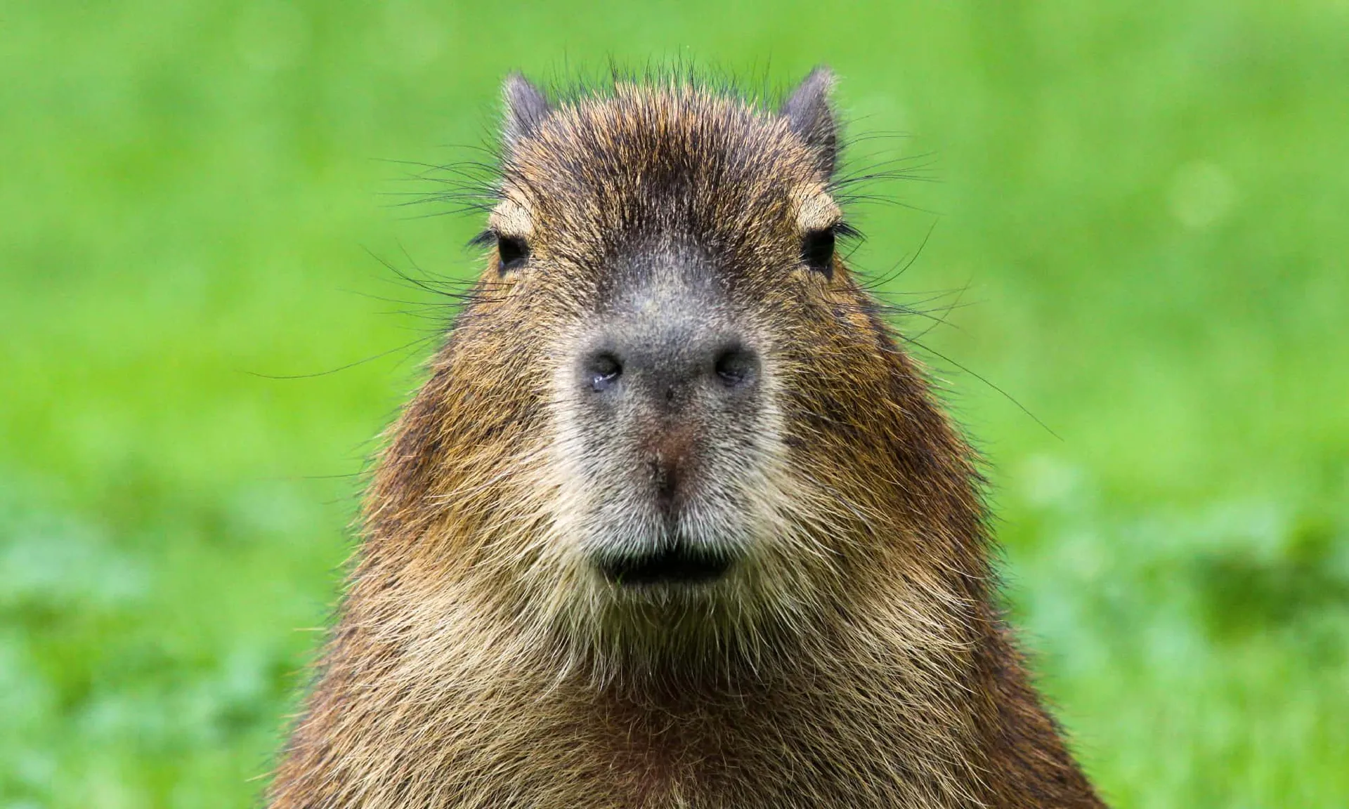 The Poop Scoop: Capybara Bathroom Habits