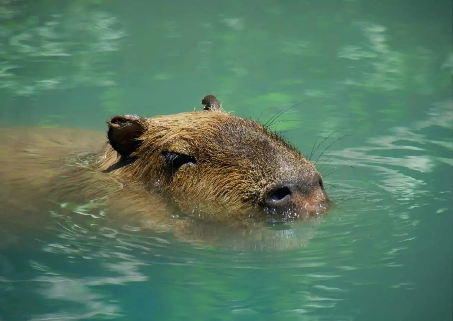 The Role of Water in Capybara Behavior