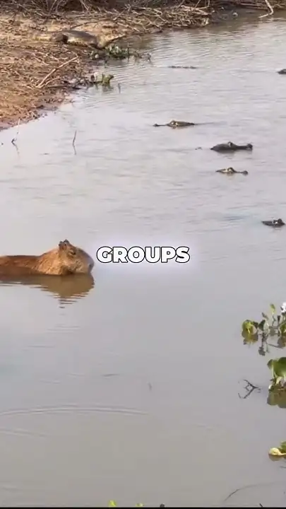 The Unlikely Duo: Capybaras and Alligators