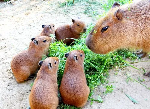 Training Your Capybara