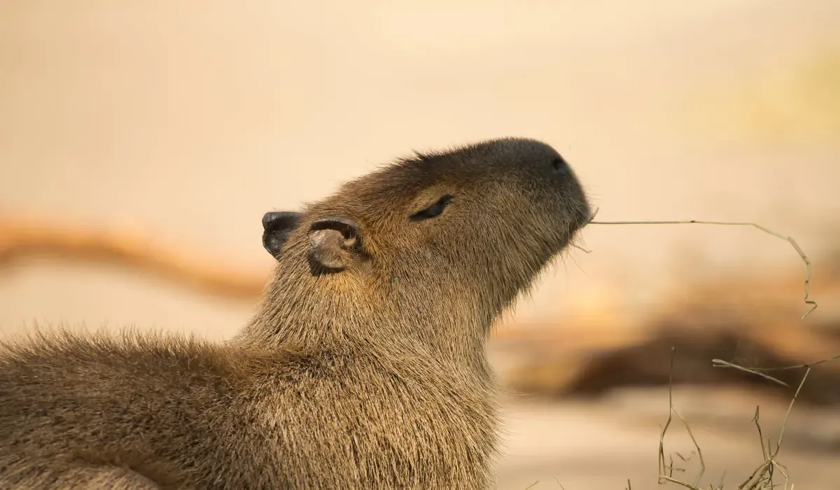 Understanding Capybara Behavior