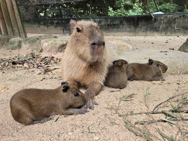 What Does Capybara Poop Look Like