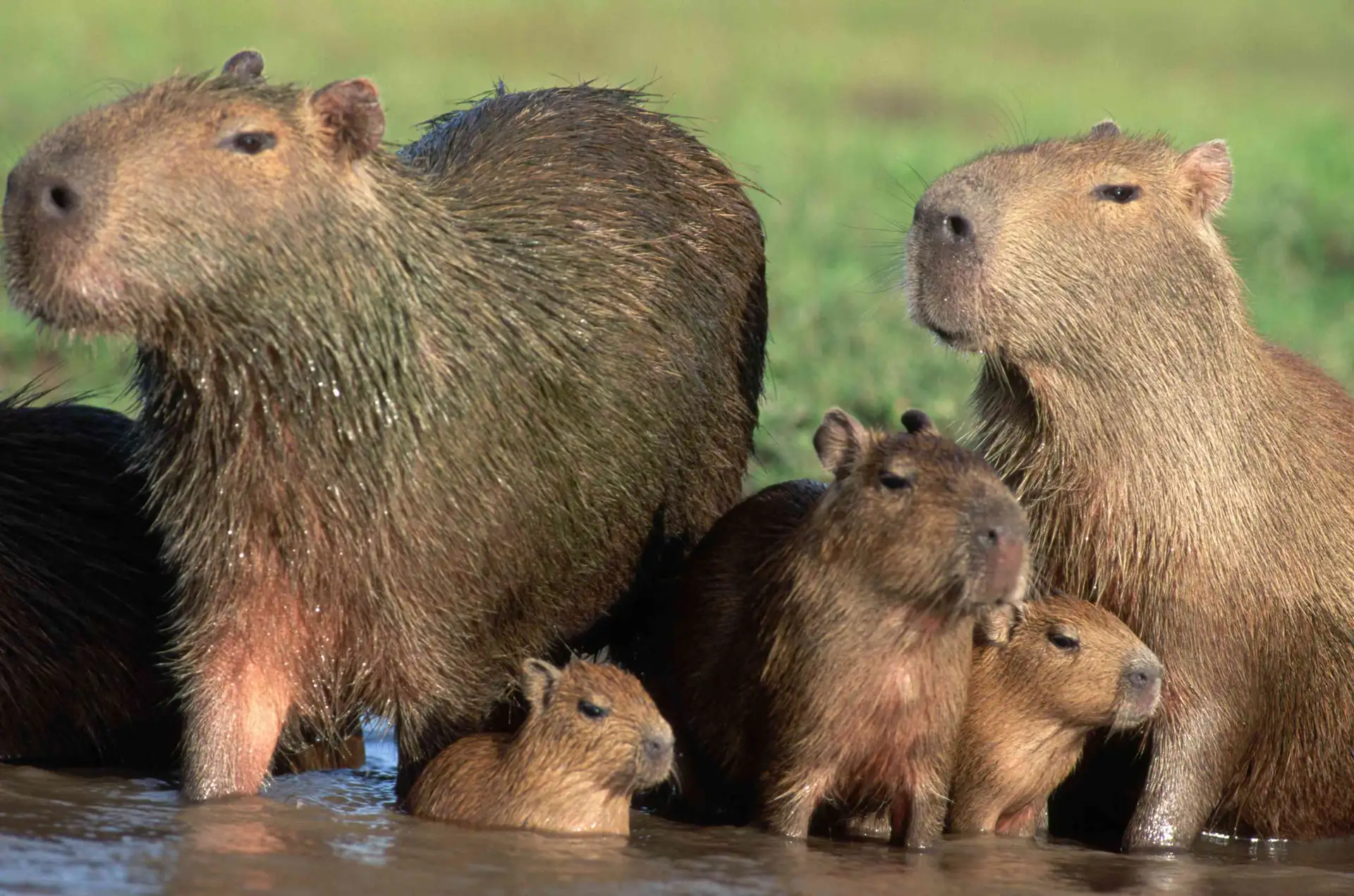 What About Capybaras?