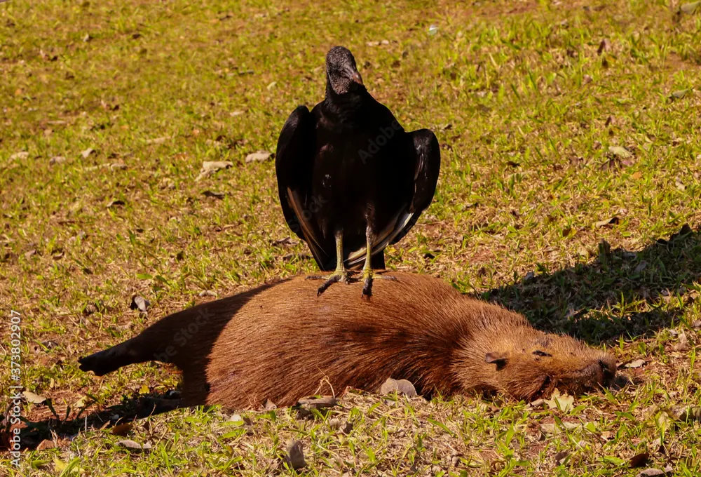 What About Other Capybara Predators?