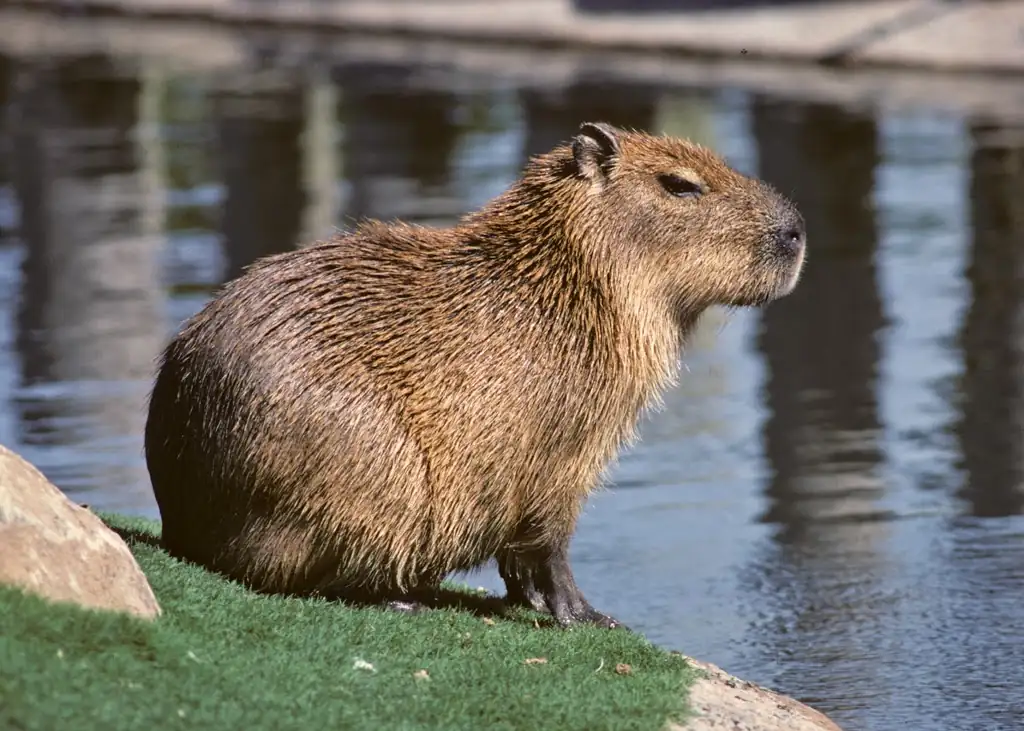 What Do Capybaras Do All Day?