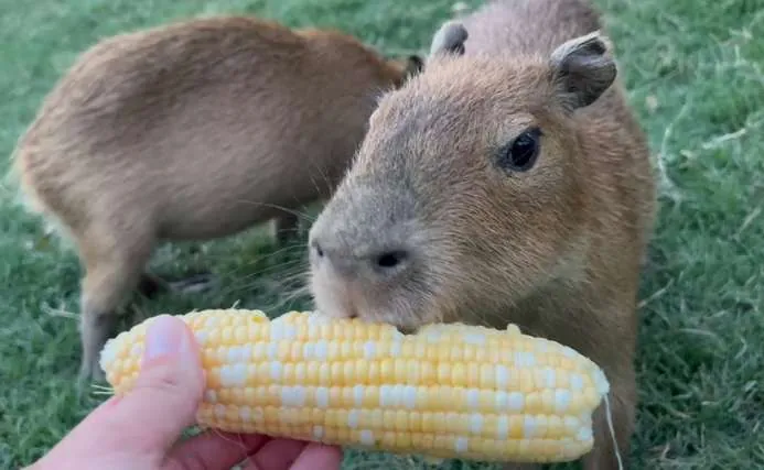 What Do Capybaras Eat?