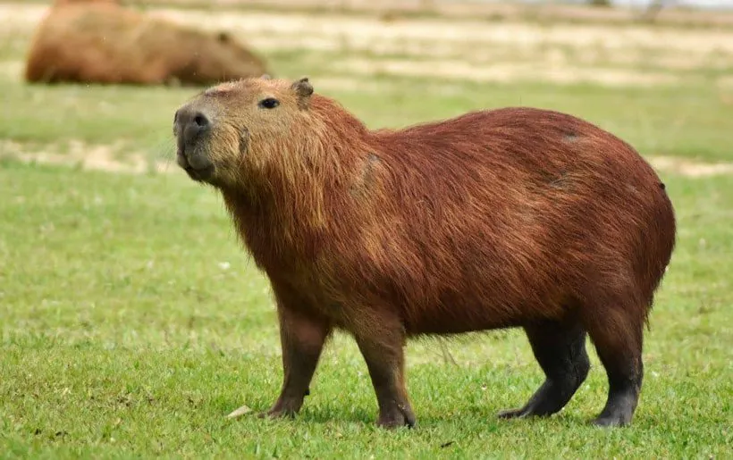 What Does Capybara Care Look Like?