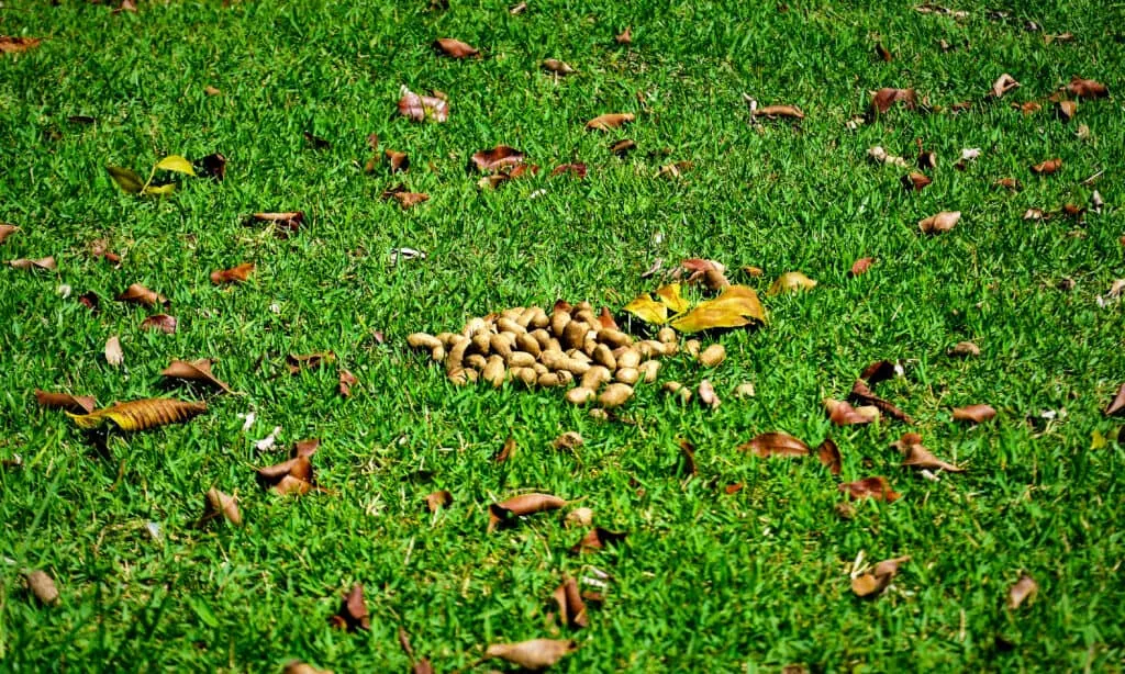 What Does Capybara Poop Look Like?