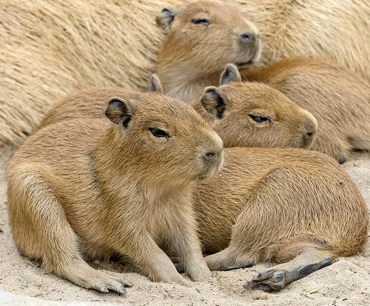 What Exactly is a Newborn Capybara?