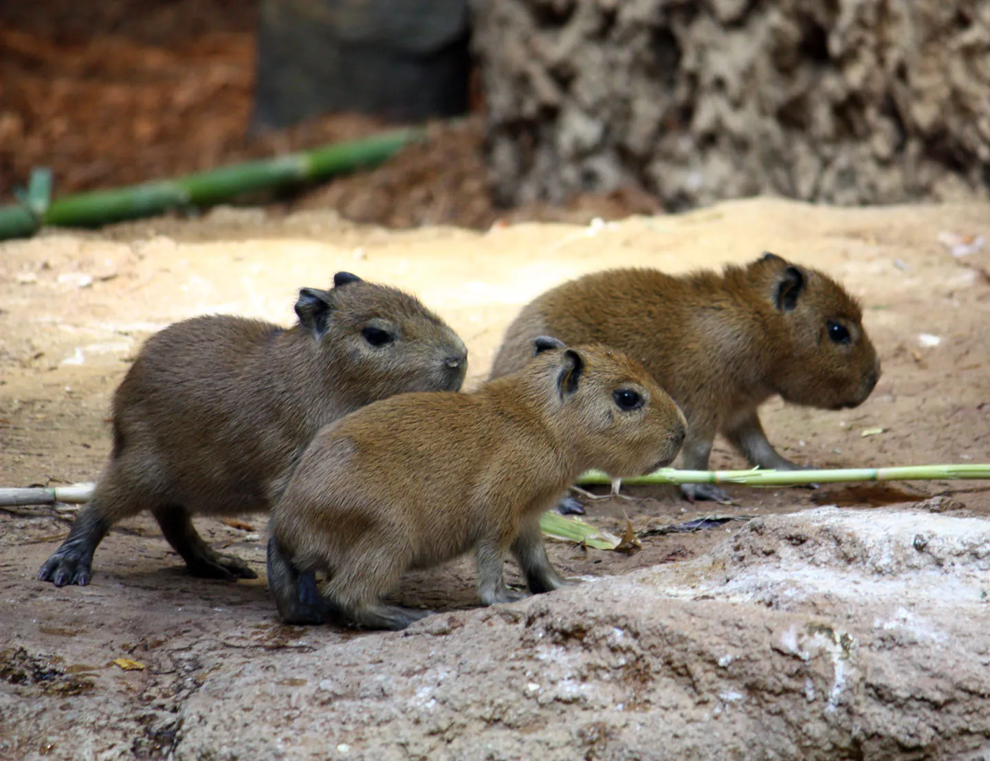 What Is a Capybara?