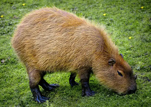 What Makes Capybaras So Special?