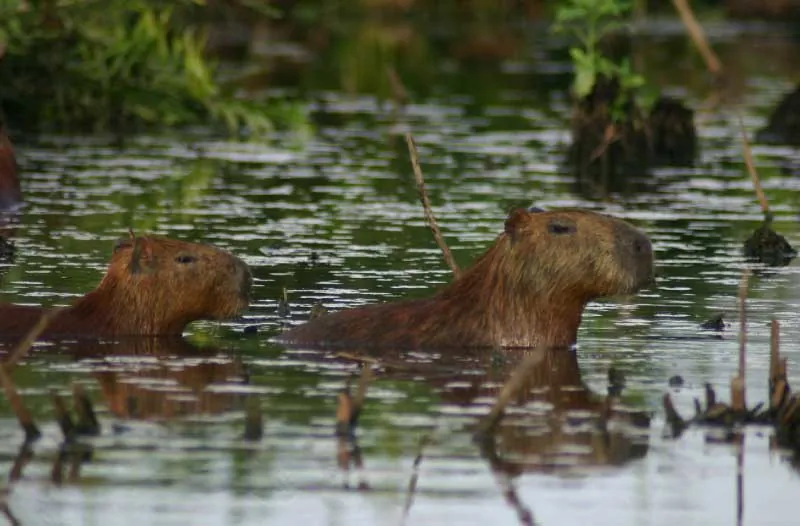 What Makes the Tropical Rainforest a Capybara Paradise?